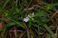 Pedicularis zeylanica